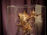 a glass box with a dried plant inside of it