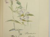 a picture of a book with a drawing of flowers on it