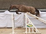 a horse that is jumping over an obstacle