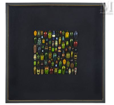 a black framed picture of a group of colorful beetles