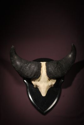 an animal skull mounted on a wall in a dark room