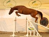 a horse that is jumping over a jump in the air