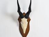 an antelope head mounted on a wall with long horns