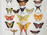 Il y a de nombreuses espèces de papillons dans ce livre
