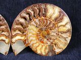 two fossilized ammonites are shown on a black background