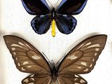 three butterflies in a shadow box on a white surface