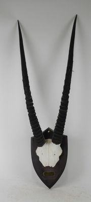 une tête d'antilope empaillée, fixée à un mur blanc, avec de longues cornes