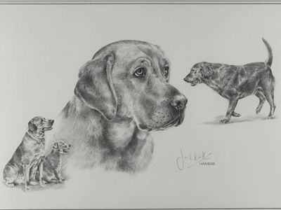 drawing of a dog and two kittens in front of a white background