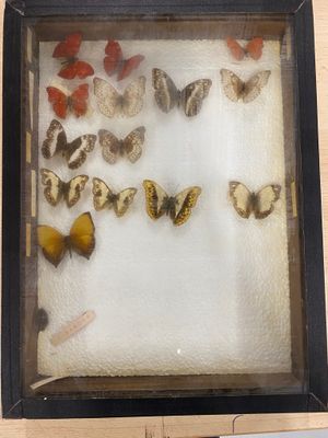 a picture of a display of butterflies in a wooden frame