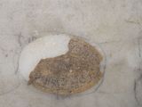 a piece of bread sitting in a puddle of water on the ground