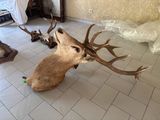 a deer head that is sitting on the floor