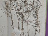 an open book with a bunch of dried plants on it