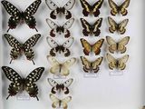de nombreux papillons exposés dans une boîte blanche