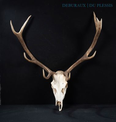 a close up of a deer skull with antlers on a black background