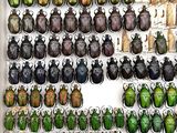 a lot of beetles that are on display in a box