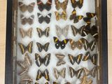 a lot of butterflies in a shadow box on a table