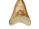 an image of a fossil tooth on a white background