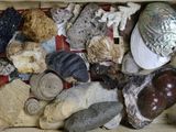 une boîte remplie de différentes sortes de pierres et de coquillages
