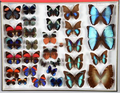 de nombreux types de papillons exposés dans une vitrine