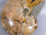 a shell that has been turned into a sculpture on a white surface