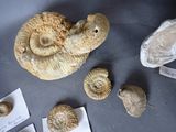 several fossil specimens are displayed on a table in a museum