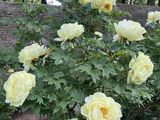 a bush of yellow roses in the middle of a field