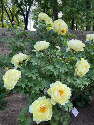 un buisson de roses jaunes poussant dans un jardin