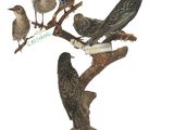 beaucoup d'oiseaux perchés sur une branche d'arbre