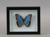 blue butterfly in a black frame on a white background