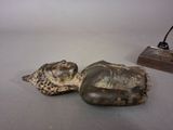 two seashells sitting on a table next to a lamp