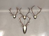 three deer heads mounted on a wall with antlers on them