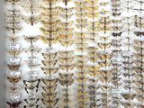 display of moths in a glass case in a museum