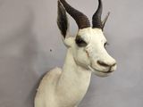 an antelope head mounted on a wall in a room