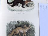 un livre avec une image représentant une belette et un petit de belette