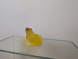 a yellow frog sitting on top of a glass shelf