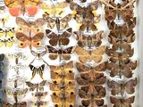 many different types of moths displayed in a display case