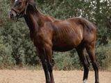 un cheval brun dans un champ, avec des arbres en arrière-plan