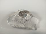 a rock with a fossil embedded in it on a white surface
