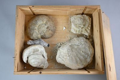 Réunion de fossiles. Dimensions du plus grand : 66 x 13 cm