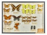 many different types of butterflies displayed in a display