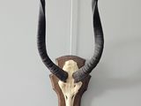 an antelope head mounted on a wall with long horns