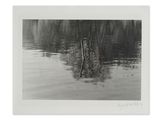 photographie en noir et blanc d'un arbre au milieu d'un lac