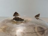 a silver plate with a lid on a table
