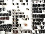 a lot of beetles that are on display on the wall