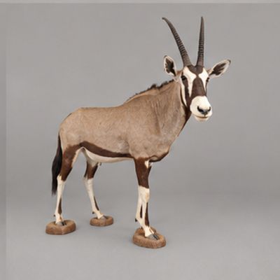 une petite antilope debout sur une surface grise