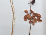 une image représentant une photo d'une plante séchée et d'une fleur séchée