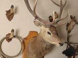 a deer head mounted on the wall of a house