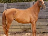 un cheval brun qui se tient debout dans la terre
