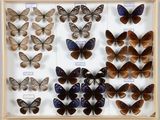de nombreux types de papillons exposés dans un cadre en bois