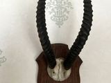 une tête d'antilope fixée sur une plaque en bois accrochée au mur